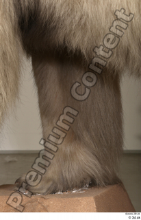 Polar bear leg 0032.jpg